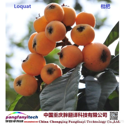 Fresh Tasty Healthy Self-planted Loquat
